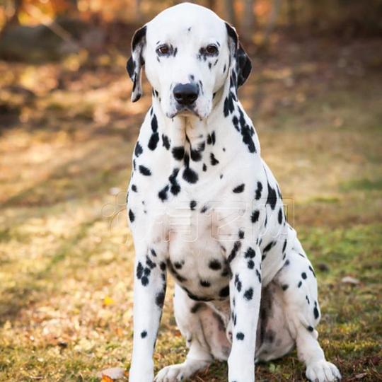 有它网宠物狗狗纯种短毛斑点犬活体幼犬大麦町斑点狗家庭犬白色4