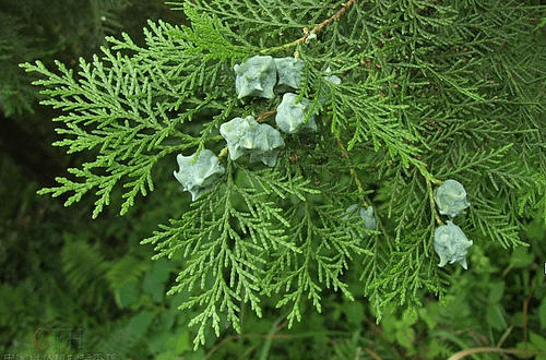 用特制的药水洗头可以重新长出白发是真的吗