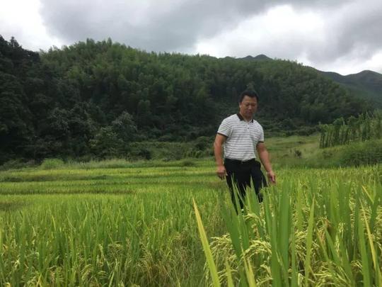 禾源村干部辞去高薪返乡创业故事传为佳话,如今遂川传