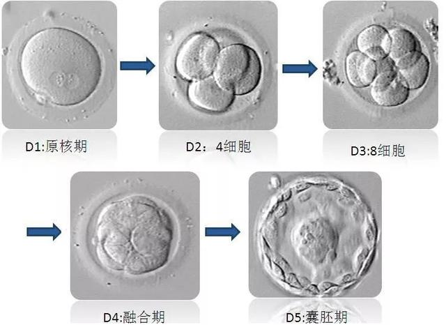 冻胚与囊胚有什么样的区别