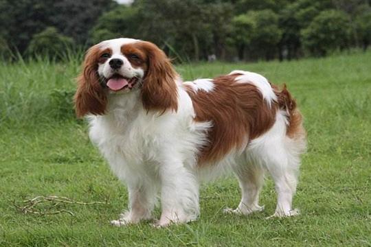 他作为一只观赏犬,但是名字中却有查理王三个字