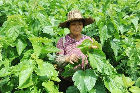 为扩大养蚕规模,她不但把自家的地全种上桑树,而且承包了50亩地种桑