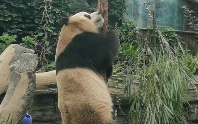 大熊猫除了吃竹子还会吃啥
