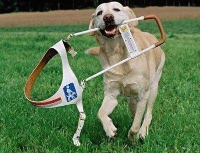 导盲犬是什么级别的狗 视频