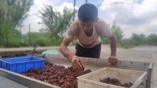 “门外汉”回乡创业成小龙虾养殖“土专家”