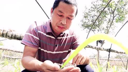 2019年第二届农名丰收节新坝镇“新”农人表彰创业类