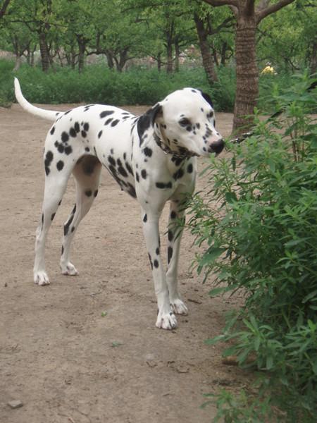 大麦町犬图片集