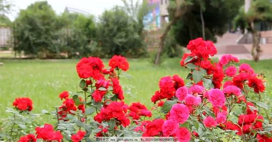动态花朵视频素材实拍花朵视频素材公园背景视频素材广场背景视频素材