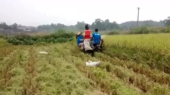 新发明的小型山区水稻收割机,在农村非常实用,谁见过