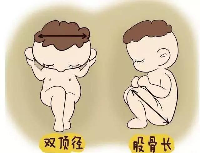 胎头双顶径是啥意思