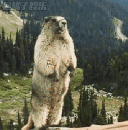 尖叫土拨鼠表情包抽搐gif动图