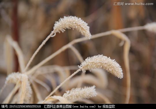 小草毛毛春天植物野草素材特写风景图片毛毛狗狗尾草冬天