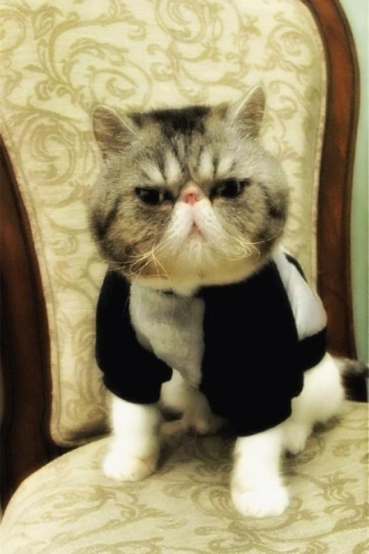 猫表情包拒绝