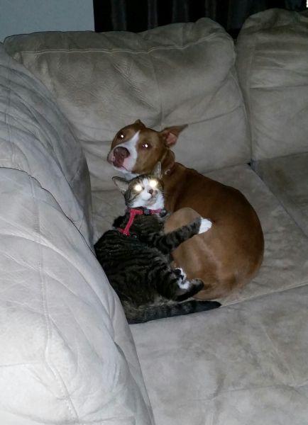 孩子犯错后内疚感太强