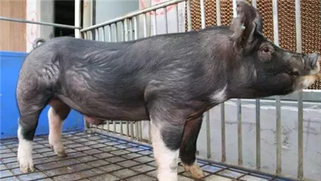 引发腹泻的原因是什么