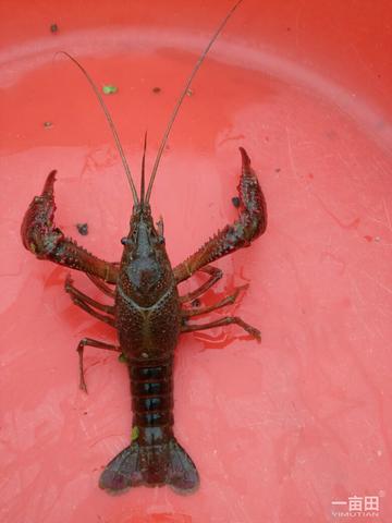 无锡市小龙虾哪里买