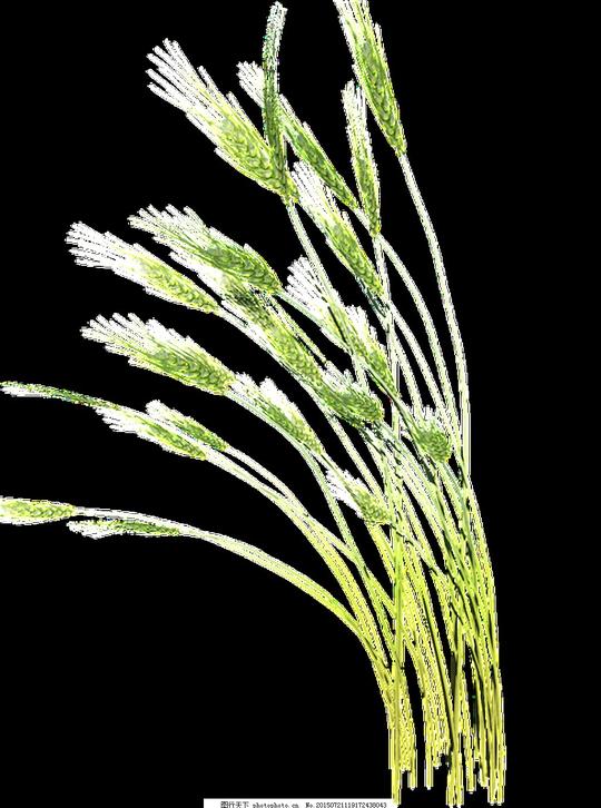风中摇曳的芦苇透明植物素材花草黄色免扣素材透明素材弯曲