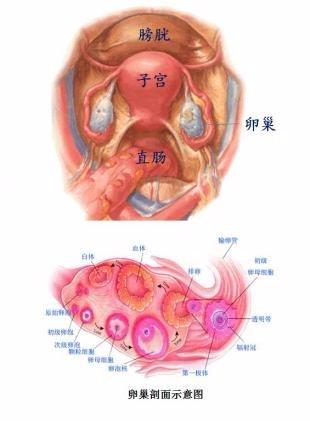 多囊做试管婴儿成功率高吗
