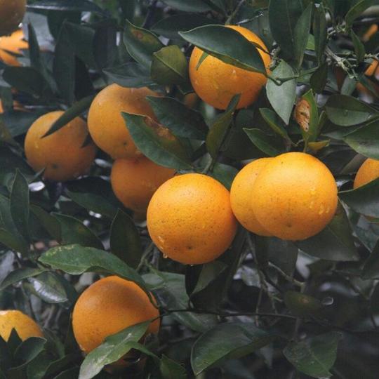 麻阳冰糖橙