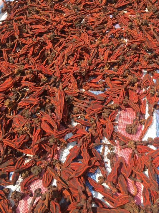 精选大条顶天柱回春草不老草云南野生500g泡酒料泡水dh【图片价格品牌评论】-京东