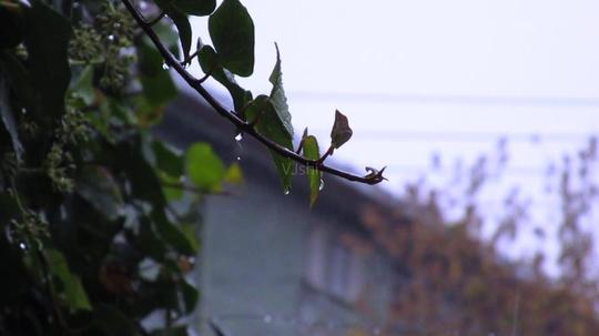 下雨_1280x720_高清视频素材下载(编号:1412973)_实拍