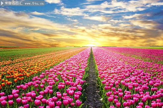 唯美郁金香花海高清图片素材