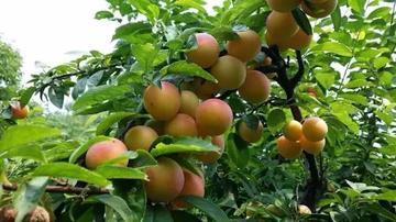 无锡市采枇杷在哪里卖的