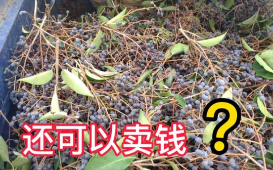 农村到处都是宝，留守老人挣钱的方法你肯定看不上，可老人都在干