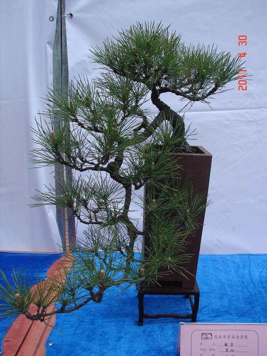 金华:药用植物盆景有“钱景”