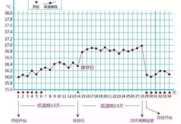 怀孕基础体温曲线图