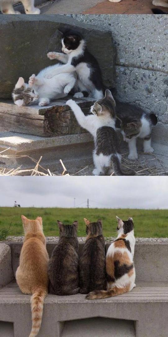 喵星人gif图:野外的猫咪们，可爱生动，充满朝阳般的活力