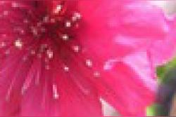 风雨彩虹铿锵玫瑰(田震)