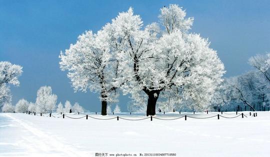 雪景图片,雪景图片素材下载冬天下雪大树树林-图