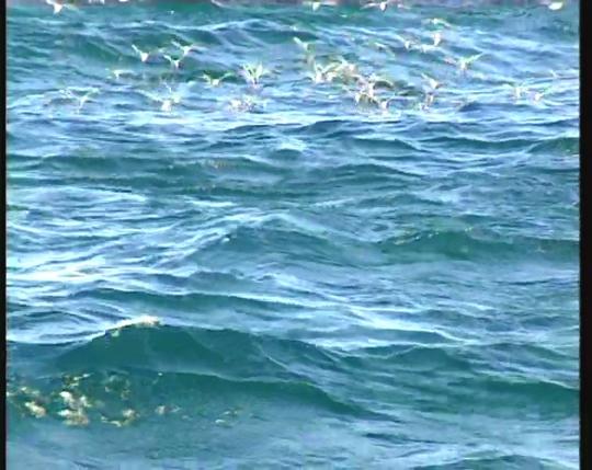 动态大海海水视频素材素材下载