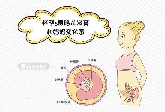 出生5个月的宝宝有哪些发育特征