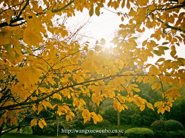 宝宝眼睛流黄泪水是怎么回事