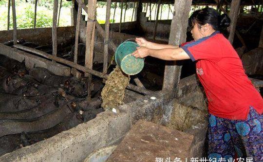 农村养殖，养猪想赚钱需注意喂养技巧，应该注意哪些方面呢?