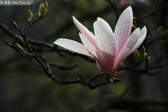 白玉兰花特写图片
