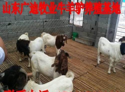 买玉米秸秆养羊赚钱吗优质波尔山羊羊羔价格
