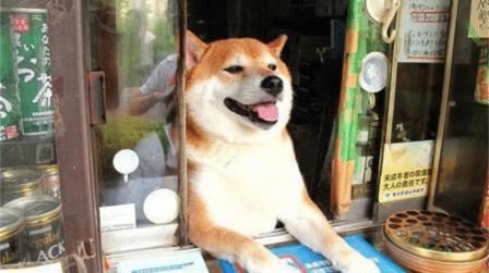日本“狗狗红薯店”，呆萌柴犬充当营业员，生意却因此火爆!