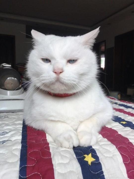 铲屎官捏猫咪的脸捏到被猫嫌弃,猫咪嘴上不说表情却很明显