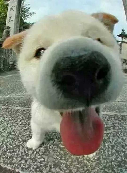 小狗舔屏手机壁纸