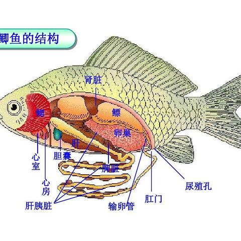 鳃结构 头条搜索