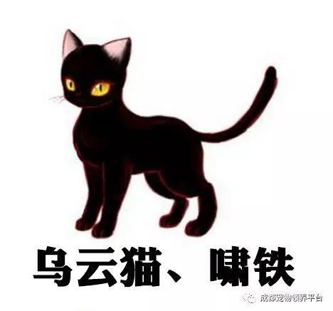 宠物正文金丝虎/戛金钟/大滴金:大滴金全是纯黄色.