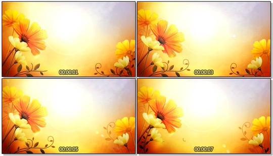 金色唯美菊花背景视频素材