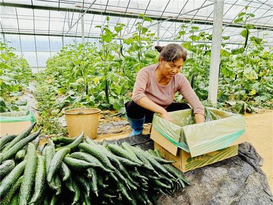 铜仁万山秋季蔬菜丰收上市