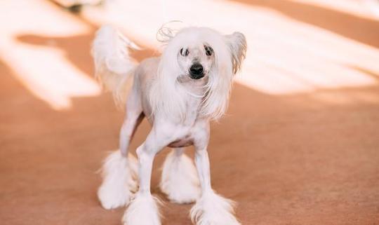 是冷门犬,据了解,很多市场上非常难见到,就算见到一两只没毛的狗,贩子