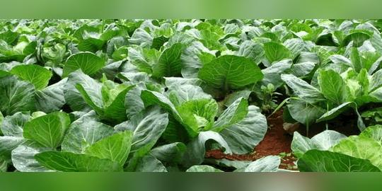 河南农村种植什么赚钱