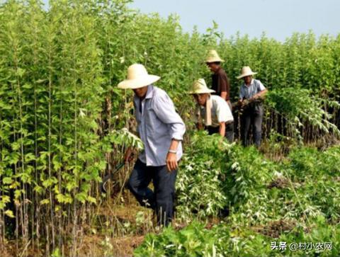 农村创业干啥好?这12个种植、养殖和加工项目，投资小挣钱快