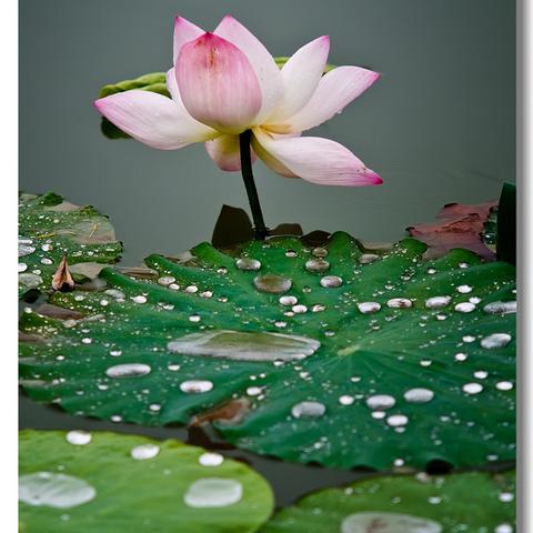 荷池图片 头条搜索